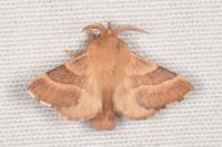 Malacosoma neustria