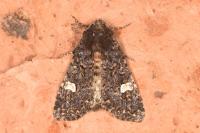 Melanchra persicariae