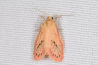 Miltochrista miniata