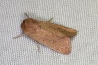 Mythimna ferrago