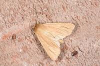 Mythimna pallens