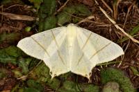 Ourapteryx sambucaria