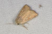 Photedes fluxa