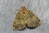 Hydriomena furcata