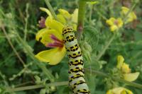 Cucullia lychnitis