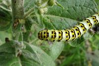 Cucullia lychnitis
