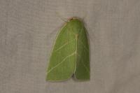 Bena bicolorana