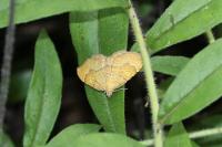 Camptogramma bilineata