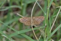 Idaea ochrata