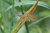 Idaea ochrata
