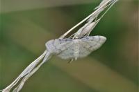 Idaea politaria