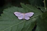 Idaea fuscovenosa