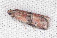 Rhodophaea formosa