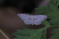 Idaea seriata