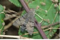 Macroglossum stellatarum