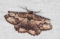 Menophra japygiaria