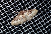 Idaea rusticata