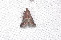 Acrobasis marmorea