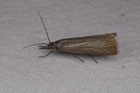 Chrysoteuchia culmella