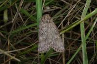 Dichagyris forcipula