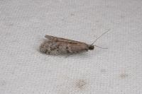 Ephestia