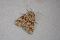 Eremobia ochroleuca