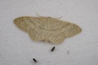 Idaea deversaria