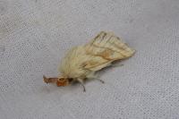 Malacosoma castrense