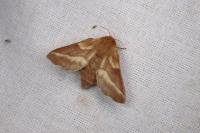 Malacosoma castrense