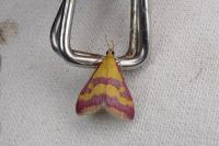Pyrausta sanguinalis