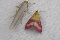 Pyrausta virginalis