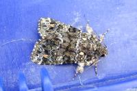 Callopistria latreillei