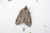 Chesias isabella