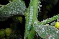 Cucullia thapsiphaga