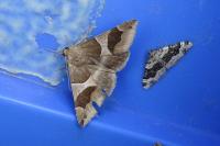 Dysgonia algira
