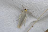 Eilema caniola