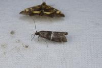 Elegia similella/atrifasciella
