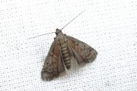 Ephestia
