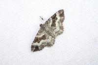Epirrhoe alternata