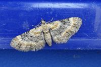 Eupithecia pulchellata