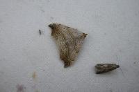 Laspeyria flexula