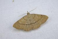 Paracolax tristalis