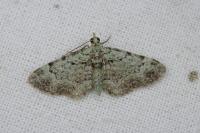 Pasiphila rectangulata