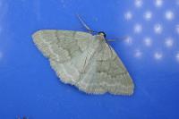 Pseudoterpna pruinata