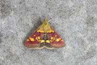 Pyrausta aurata