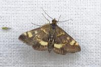 Pyrausta aurata