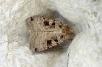 Xestia triangulum