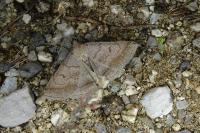 Zanclognatha lunalis