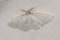 Cabera pusaria