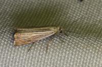 Chrysoteuchia culmella
